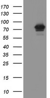 COX6C Antibody