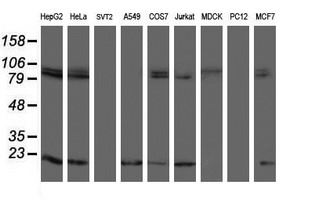 COX6C Antibody