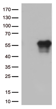 CYP26B1 Antibody