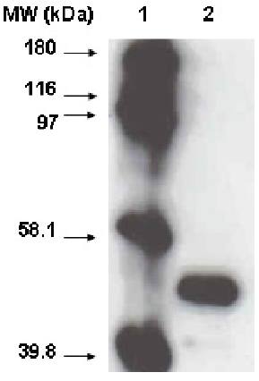 Mouse anti Human Cytochrome P450 2A6 Antibody
