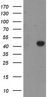 Cytochrome P450 2A6 Antibody
