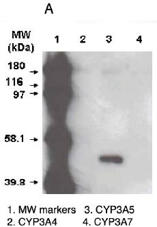Mouse Human Cytochrome P450 3A5 Antibody