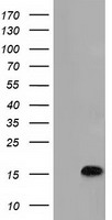 Cytochrome P450 Reductase Antibody