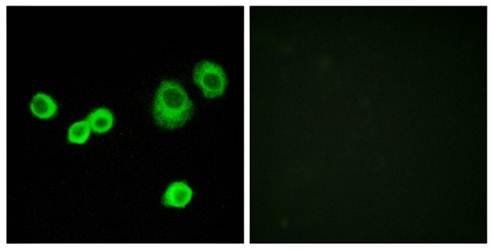 Cytochrome c-type Heme Lyase Antibody
