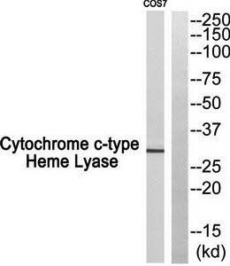 Cytochrome c-type Heme Lyase Antibody