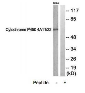 Cytochrome P450 4A11/22 Antibody
