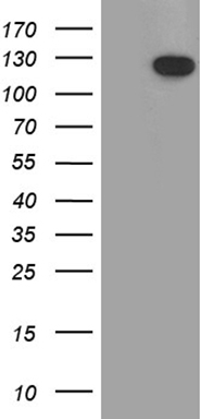 CYTH2 Antibody