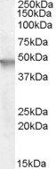 ARNO/cytohesin 2 Antibody