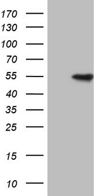 KRT7 Antibody