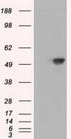 KRT8 Antibody
