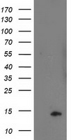 DYNC1LI1 Antibody