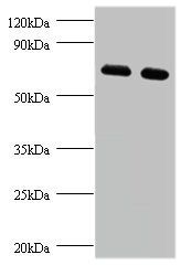 PHGDH Antibody