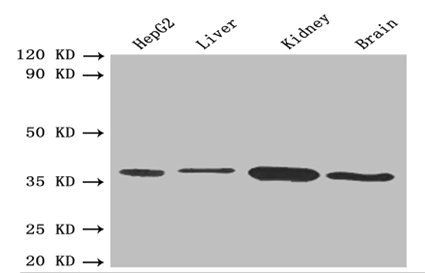 BDH1 Antibody