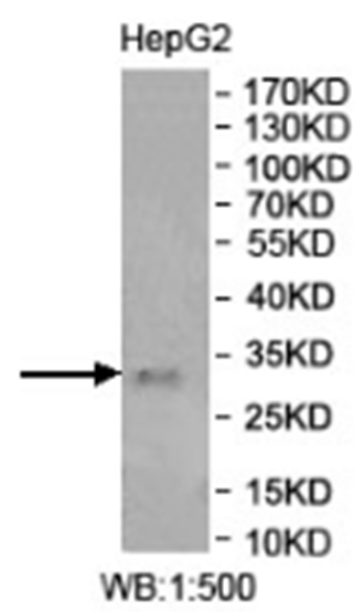 Rabbit METTL8(1) Rabbit Polyclonal Antibody