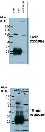 SorLA Rabbit Polyclonal Antibody