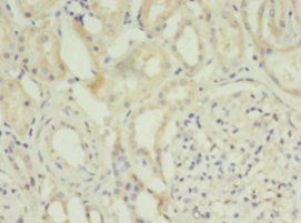 DAO Antibody