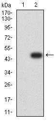 DAPP1 Antibody