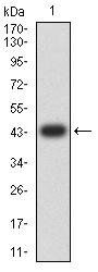 DAPP1 Antibody