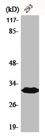 DAPP1 Antibody