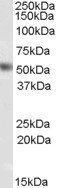 Goat anti-DAX1 / NR0B1 Antibody