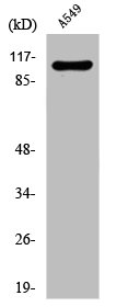 DAXX Antibody