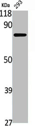 DAXX Antibody