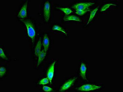DAZAP1 Antibody