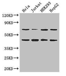 DAZAP1 Antibody