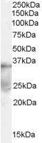 DAZL Antibody