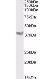 DAZL Antibody