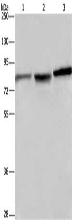 DBH Antibody