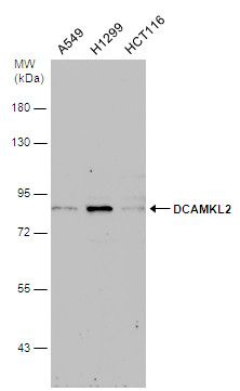 DCAMKL2 Rabbit Polyclonal Antibody