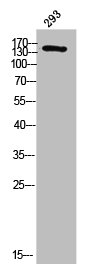 DCC Antibody