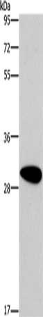 DDAH2 Antibody
