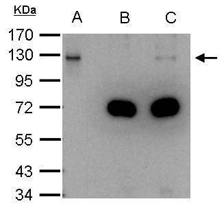 DDB1 antibody
