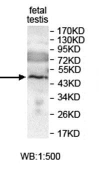 DDI1 Rabbit Polyclonal Antibody