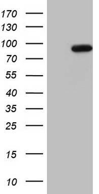 DDOST Antibody
