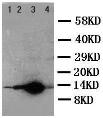 D-dopachrome decarboxylase DDT Rabbit Polyclonal Antibody