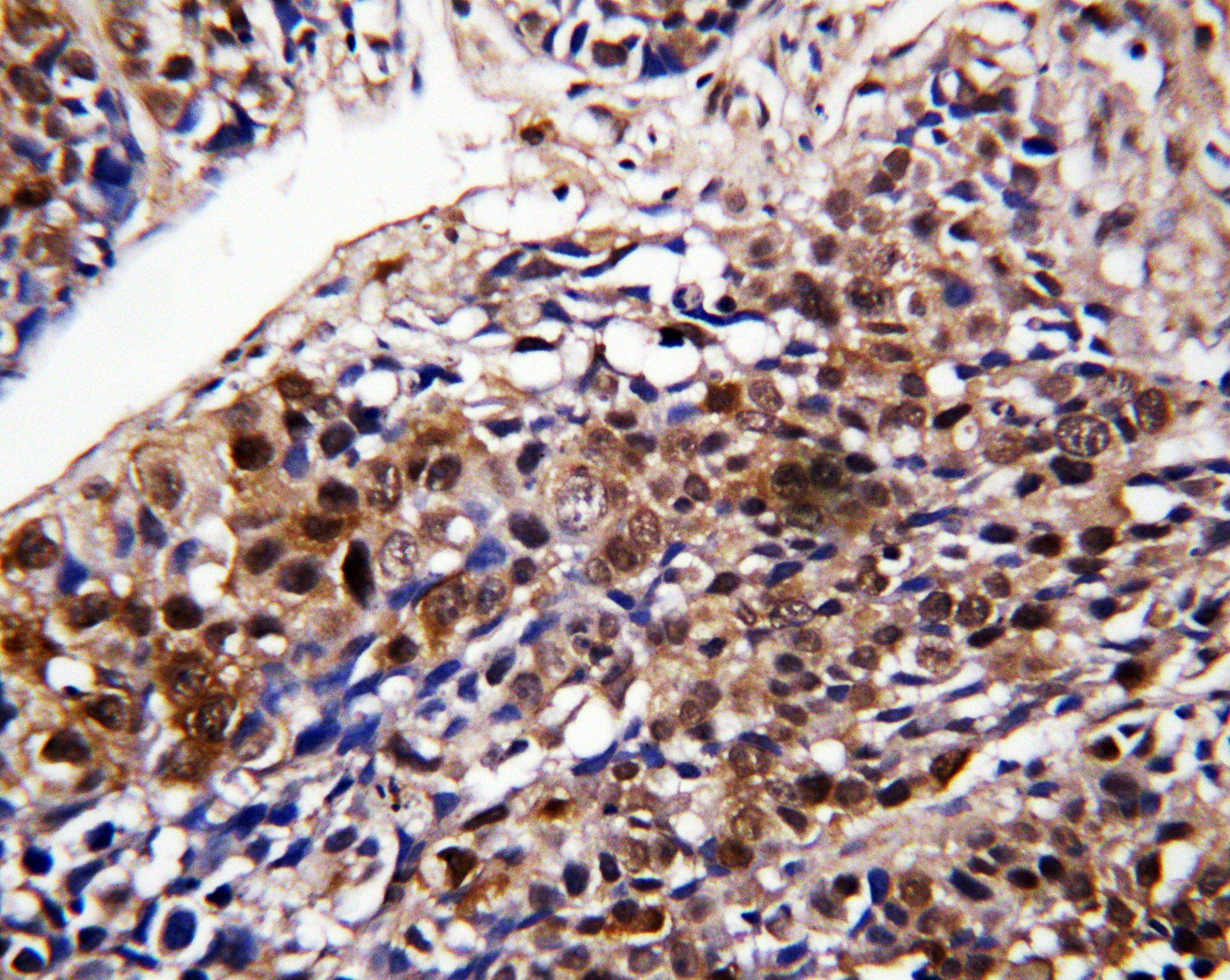 D-dopachrome decarboxylase DDT Rabbit Polyclonal Antibody
