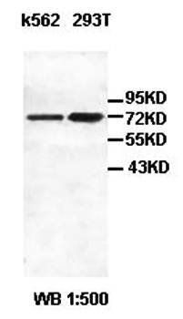 DDX5 Rabbit Polyclonal Antibody