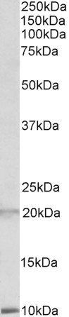 Goat anti-DEFA1/3 precursor Antibody