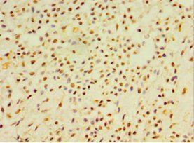 DEFB4A Antibody