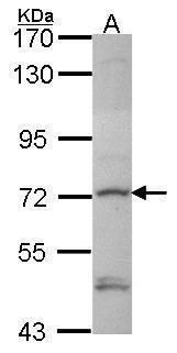 Deltex1 antibody [C1C3]