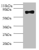 Samhd1 Antibody