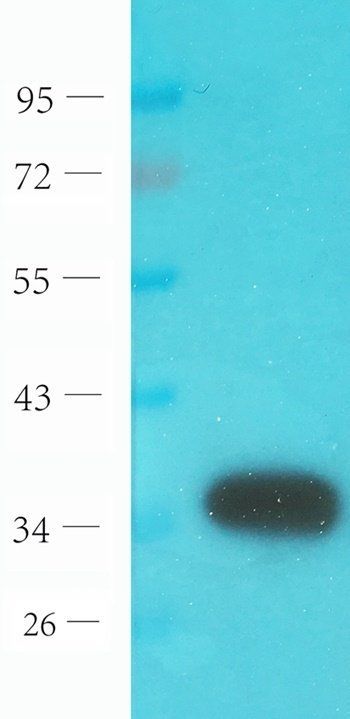 Der P1 Rabbit Polyclonal Antibody