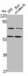 GSDME Antibody