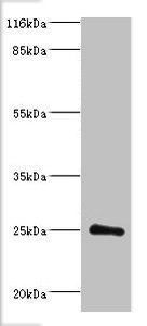 DGCR6L Antibody