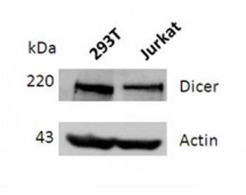 DICER Antibody