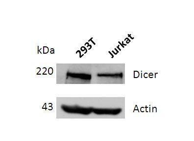 DICER Antibody