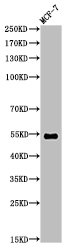 TP53 Antibody